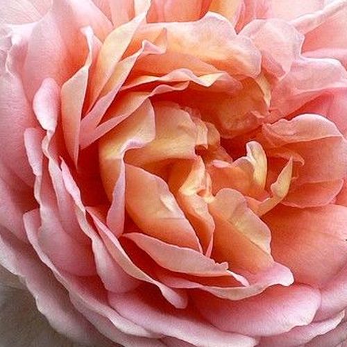Viveros y Jardinería online - Rosa - Rosas Floribunda - rosa de fragancia discreta - Rosal Abrud - Georges Delbard - Las flores de fragancia a anís y a fruta son de color rosa melocotón que nos recuerdan a las flores antiguas de jardín